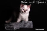 Cathan7 Wochen alt