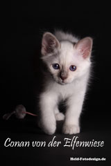 Conan 7 Wochen alt