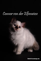 Connor 7 Wochen alt