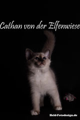 Cathan7 Wochen alt