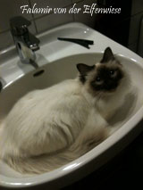 Falamir nimmt ein Bad