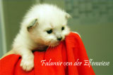 Falamir 4 Wochen alt