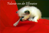 Falamir 4 Wochen alt