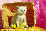 Glimmer 12 Wochen alt