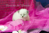 Iliana von der Elfenwiese 3 Woche alt